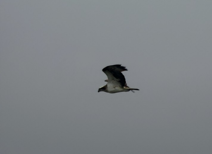 Osprey - ML642465563
