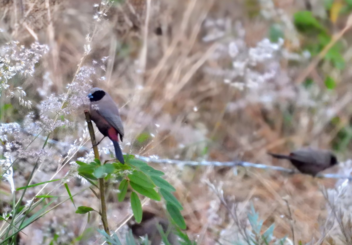 Black-faced Waxbill - ML642465603
