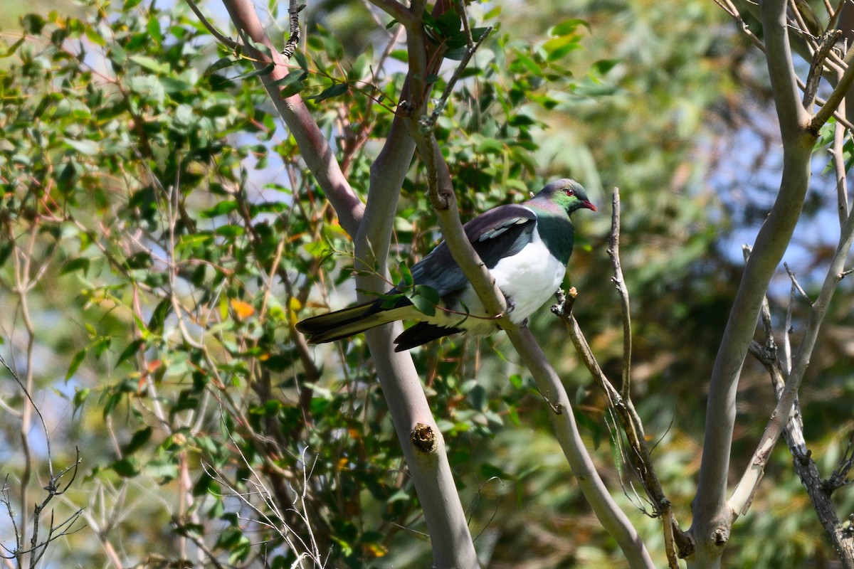 New Zealand Pigeon - ML642465711