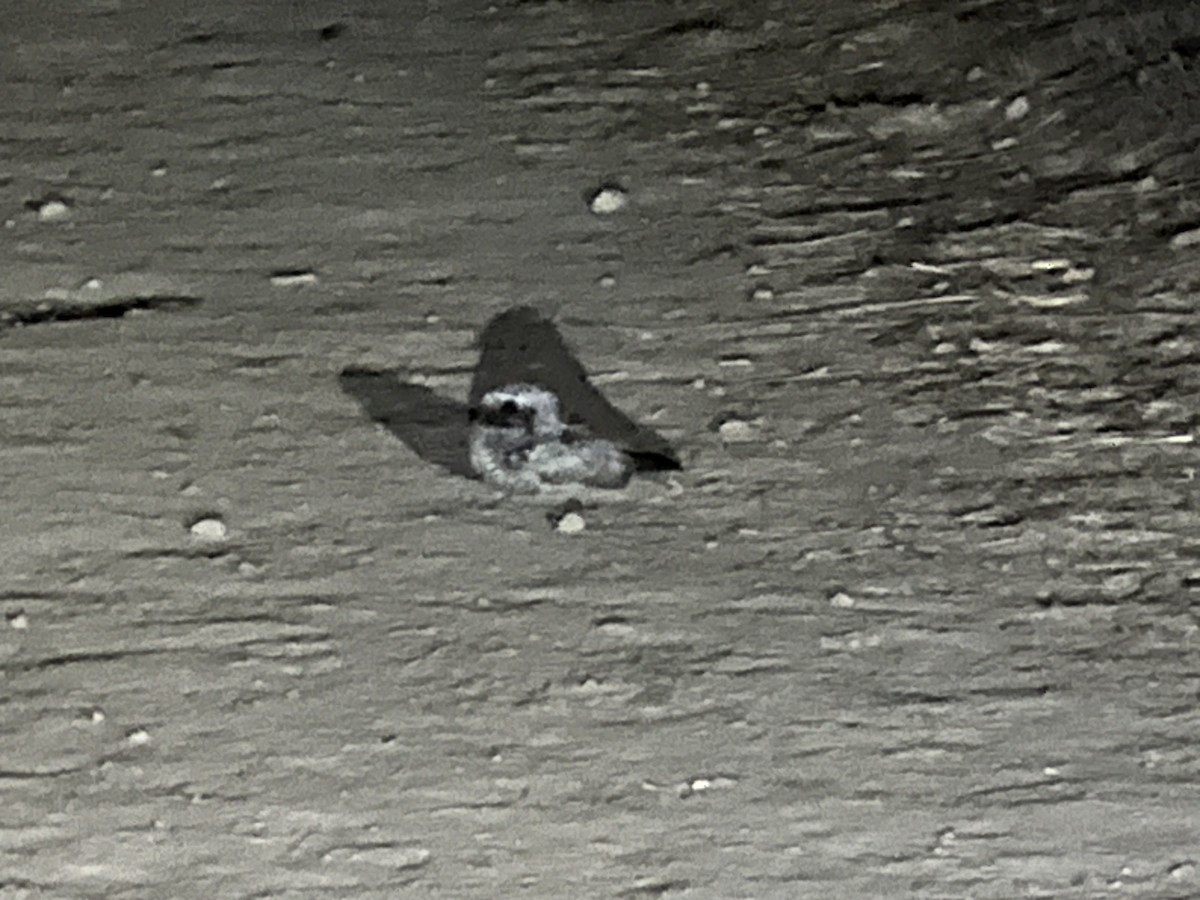 Common Poorwill - ML642465721