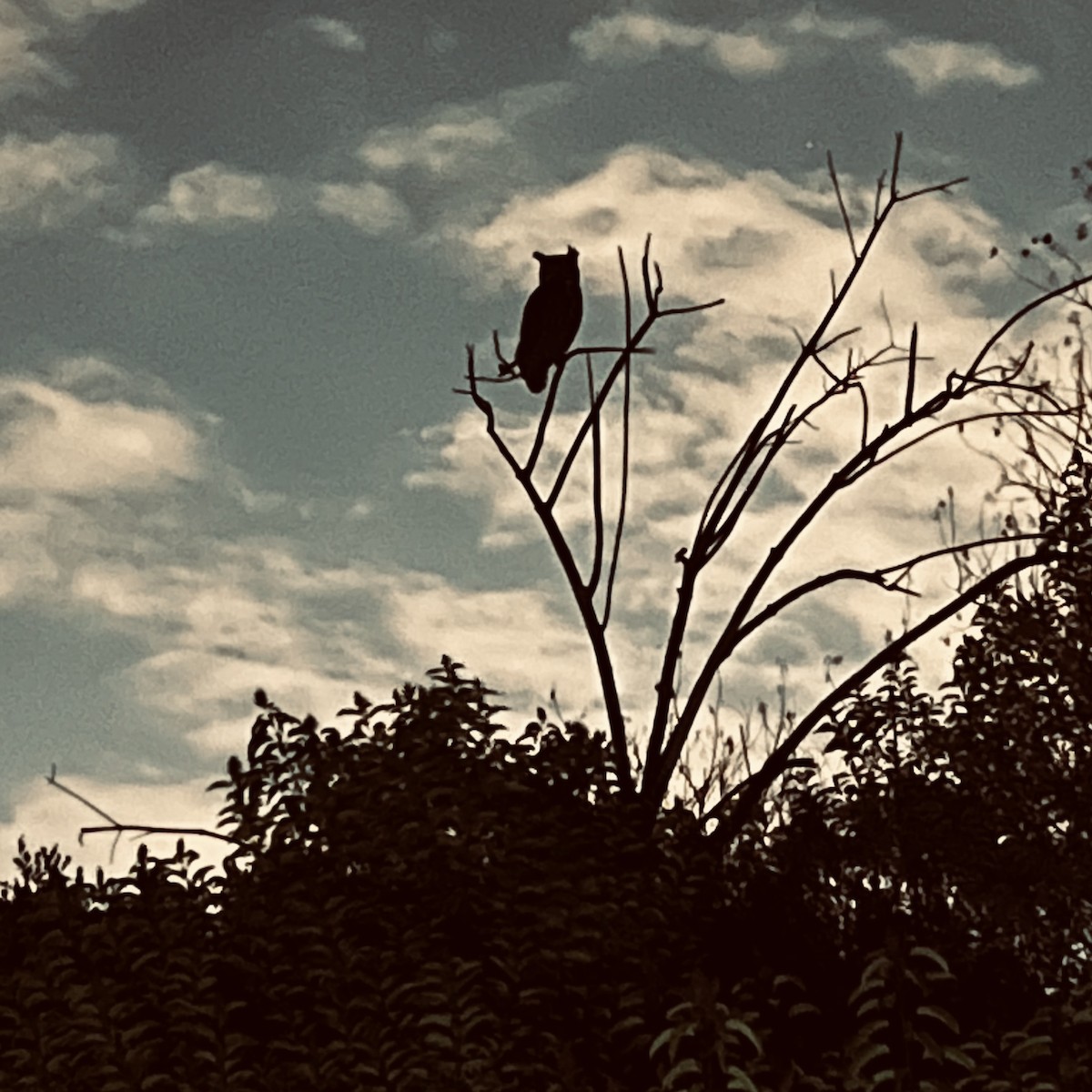 Great Horned Owl - ML642465722
