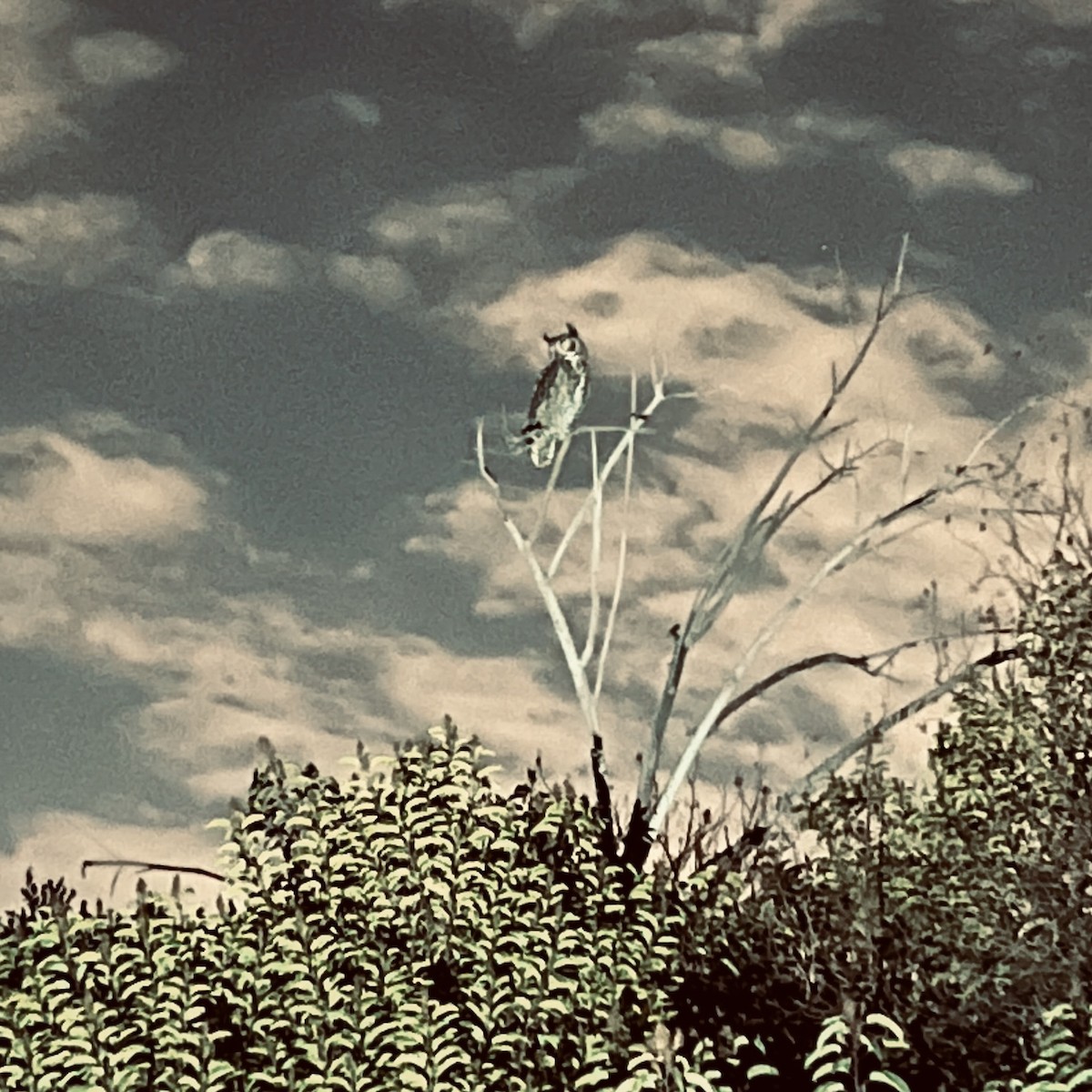 Great Horned Owl - ML642465723