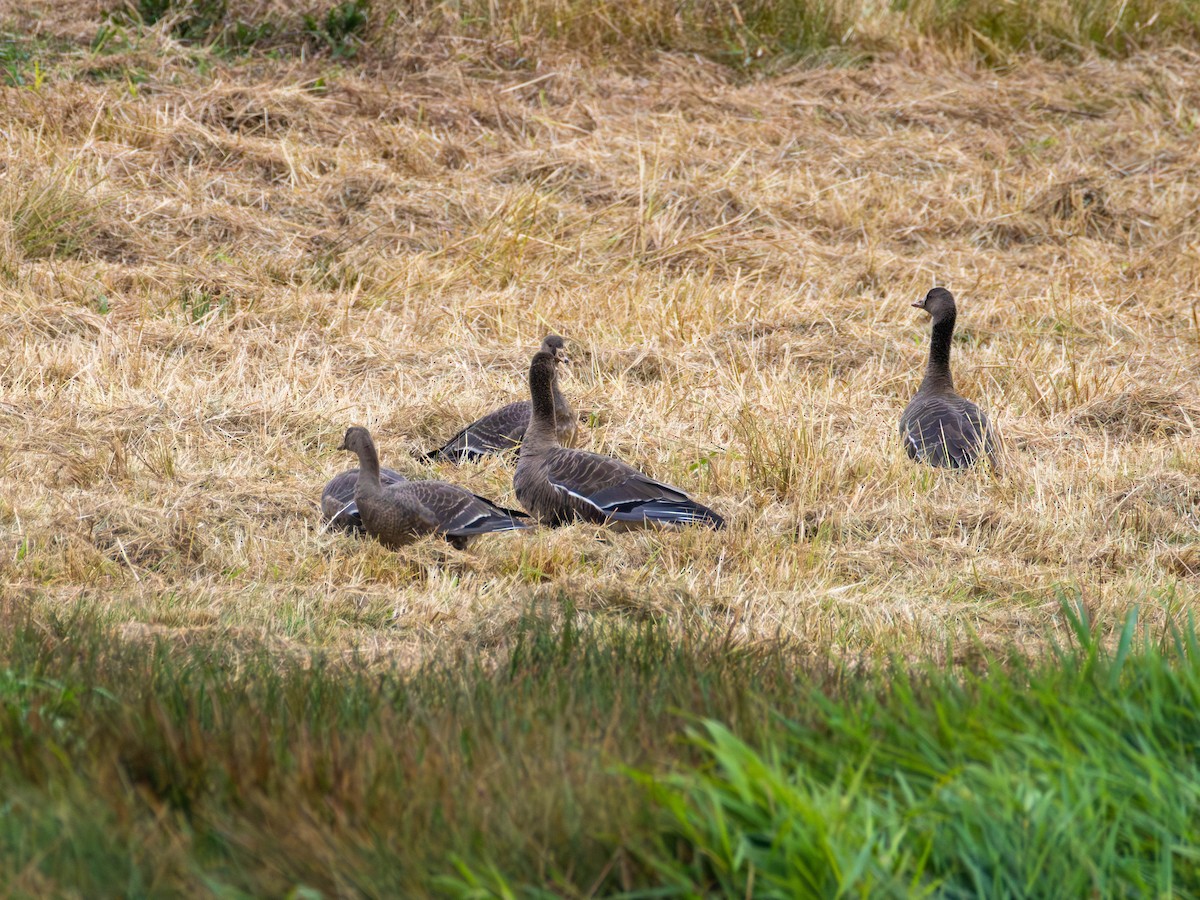 Greater White-fronted Goose - ML642465725