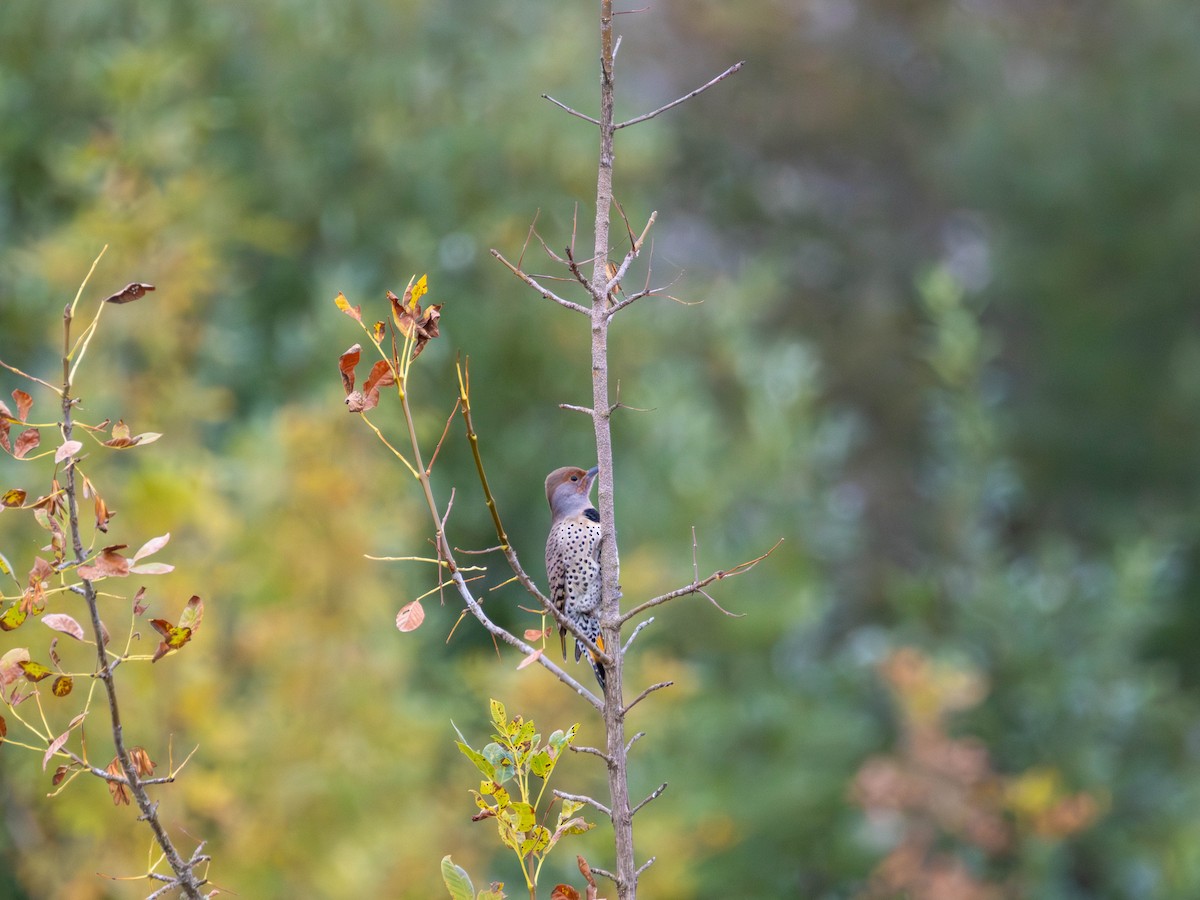 Northern Flicker - ML642465784