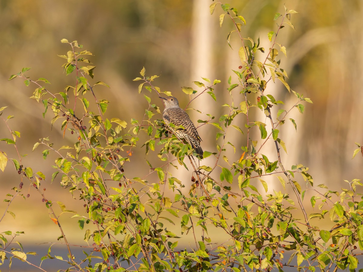 Northern Flicker - ML642465785