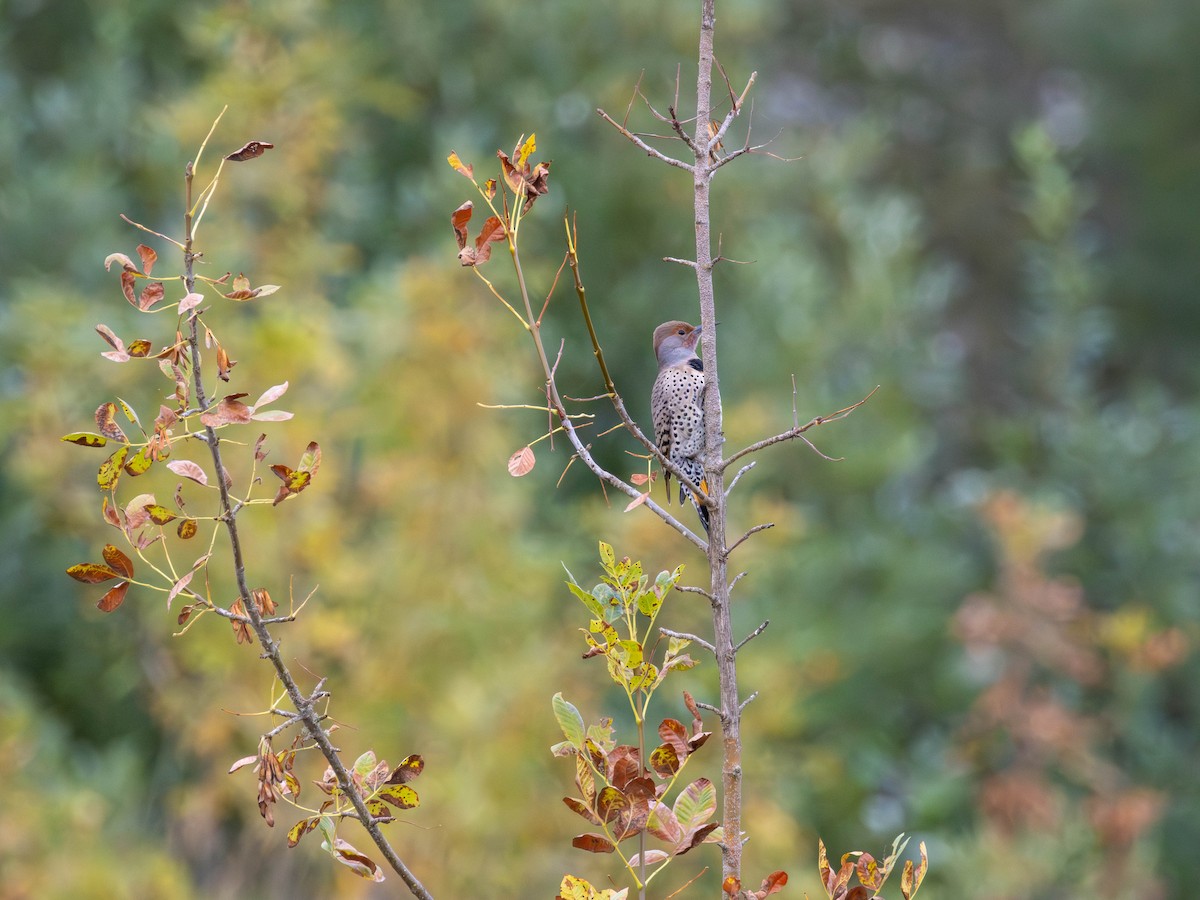 Northern Flicker - ML642465786