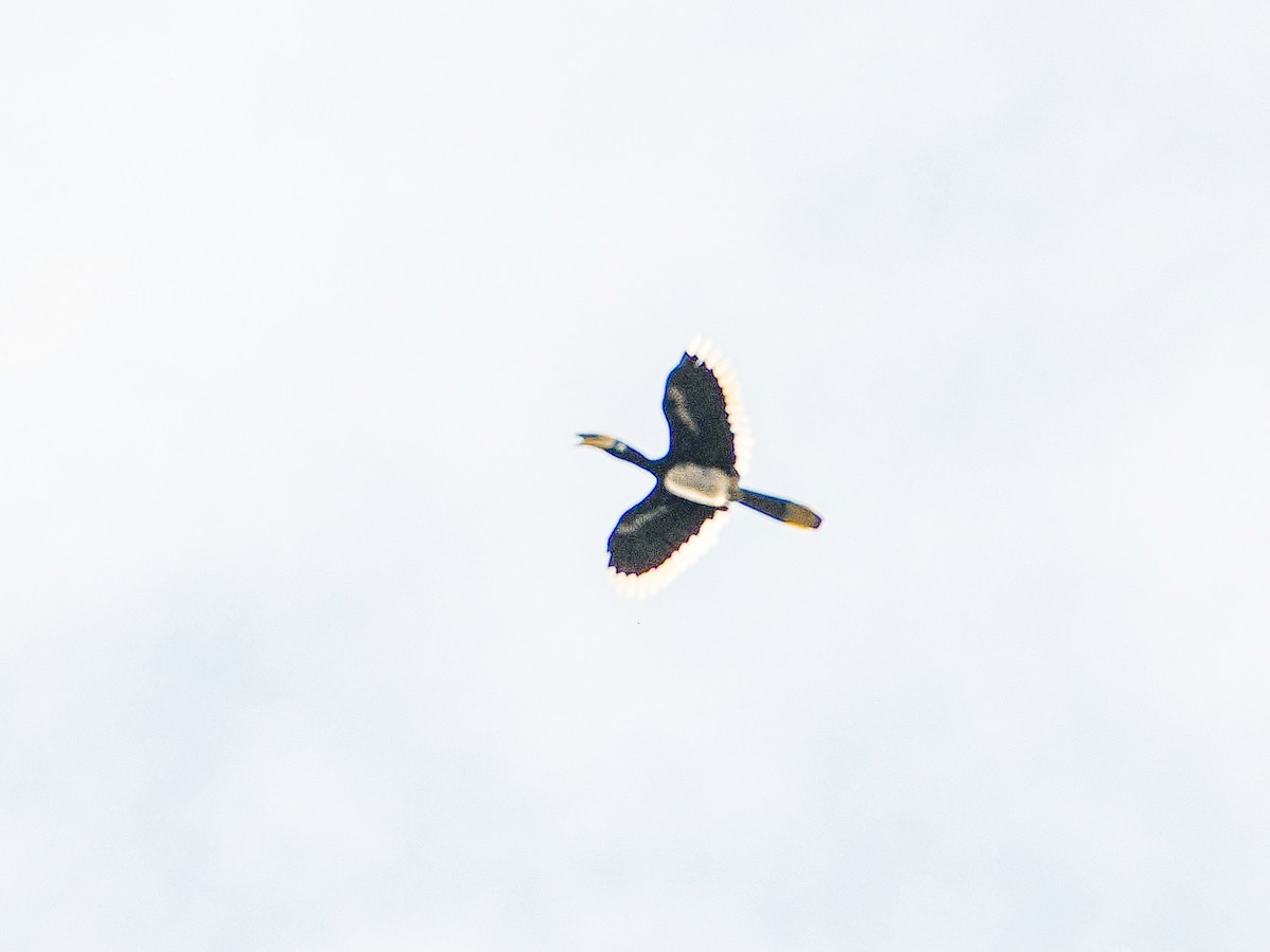 Oriental Pied-Hornbill - ML642465788