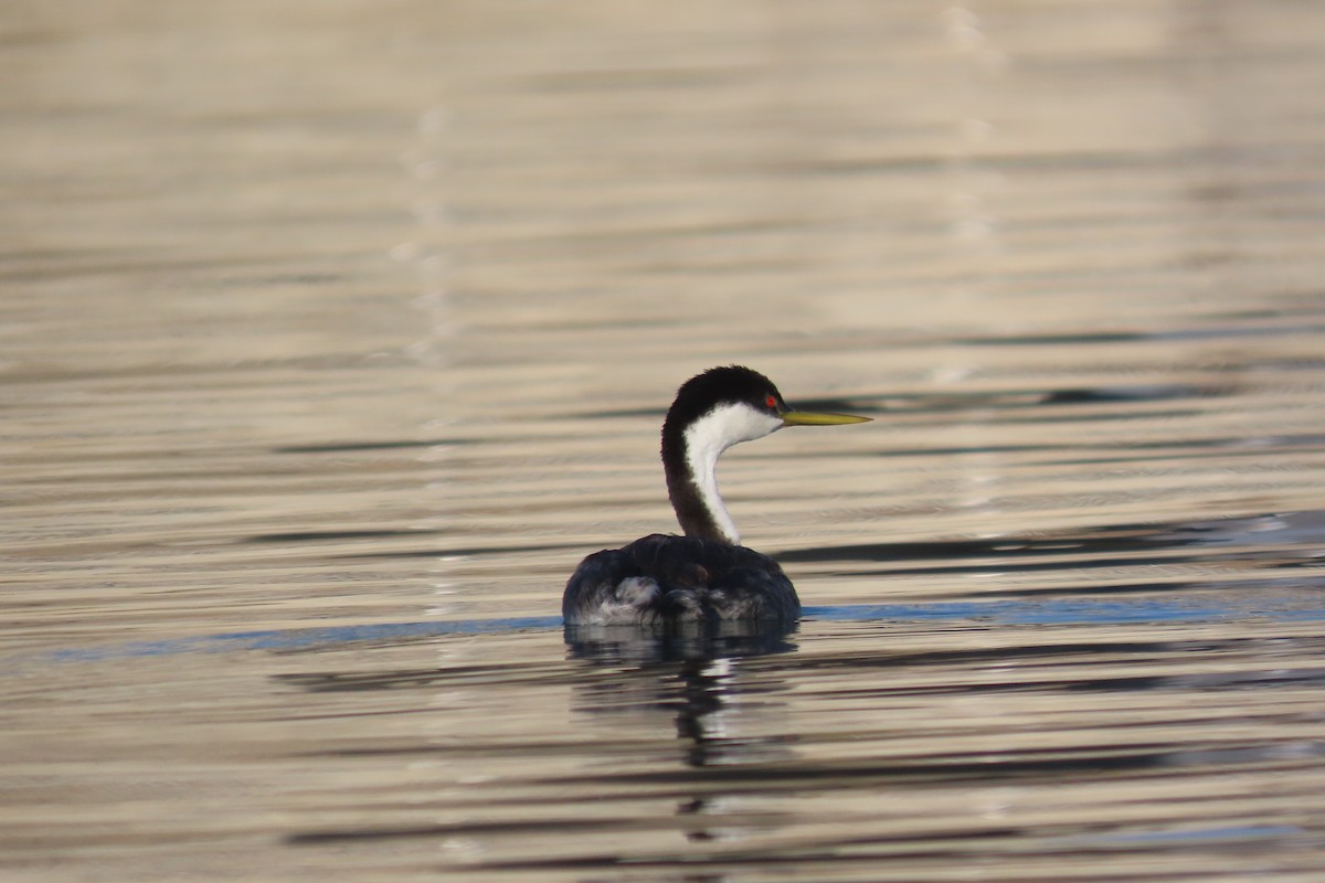 Western Grebe - ML642465789