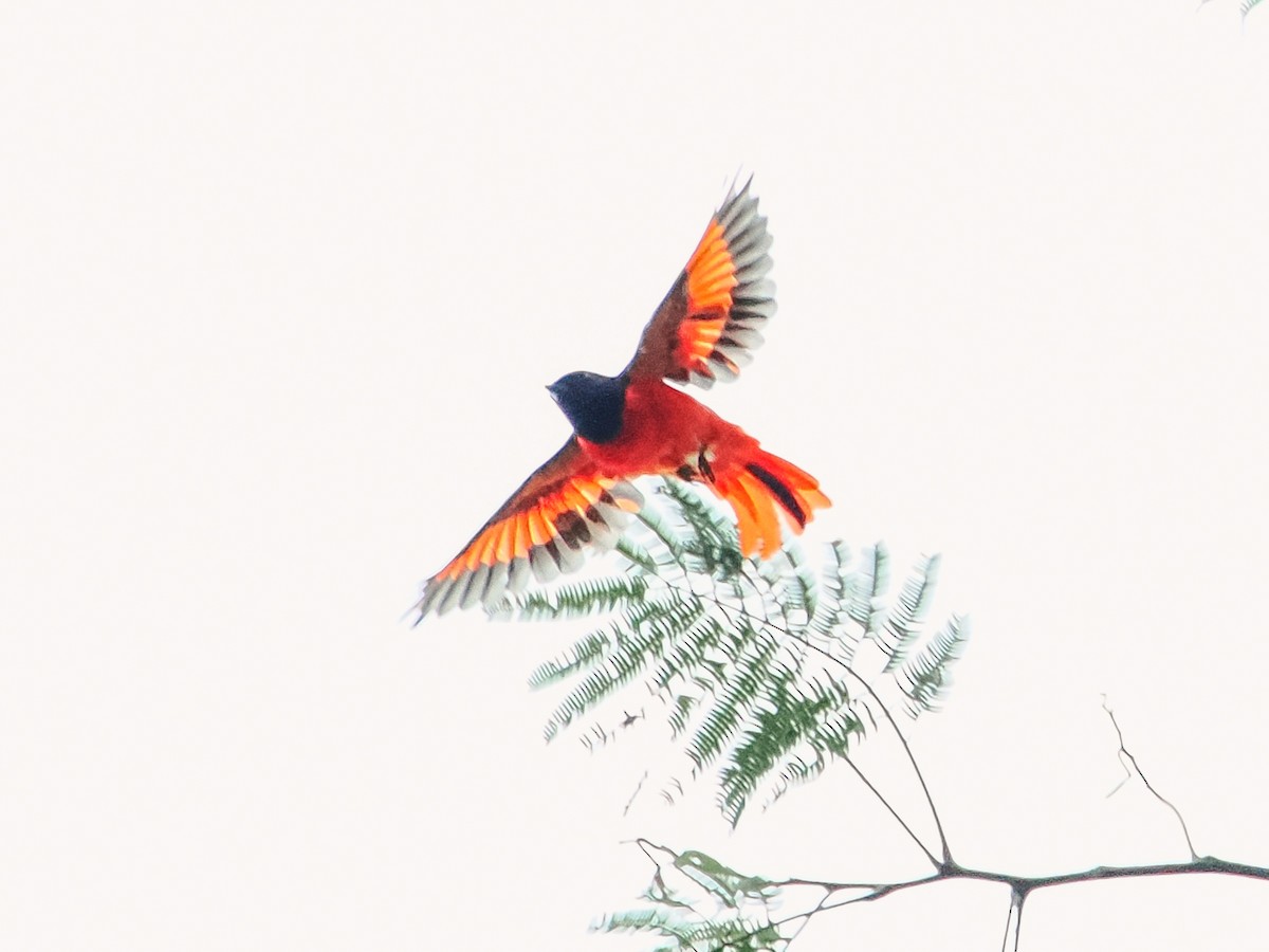 Scarlet Minivet - ML642465799