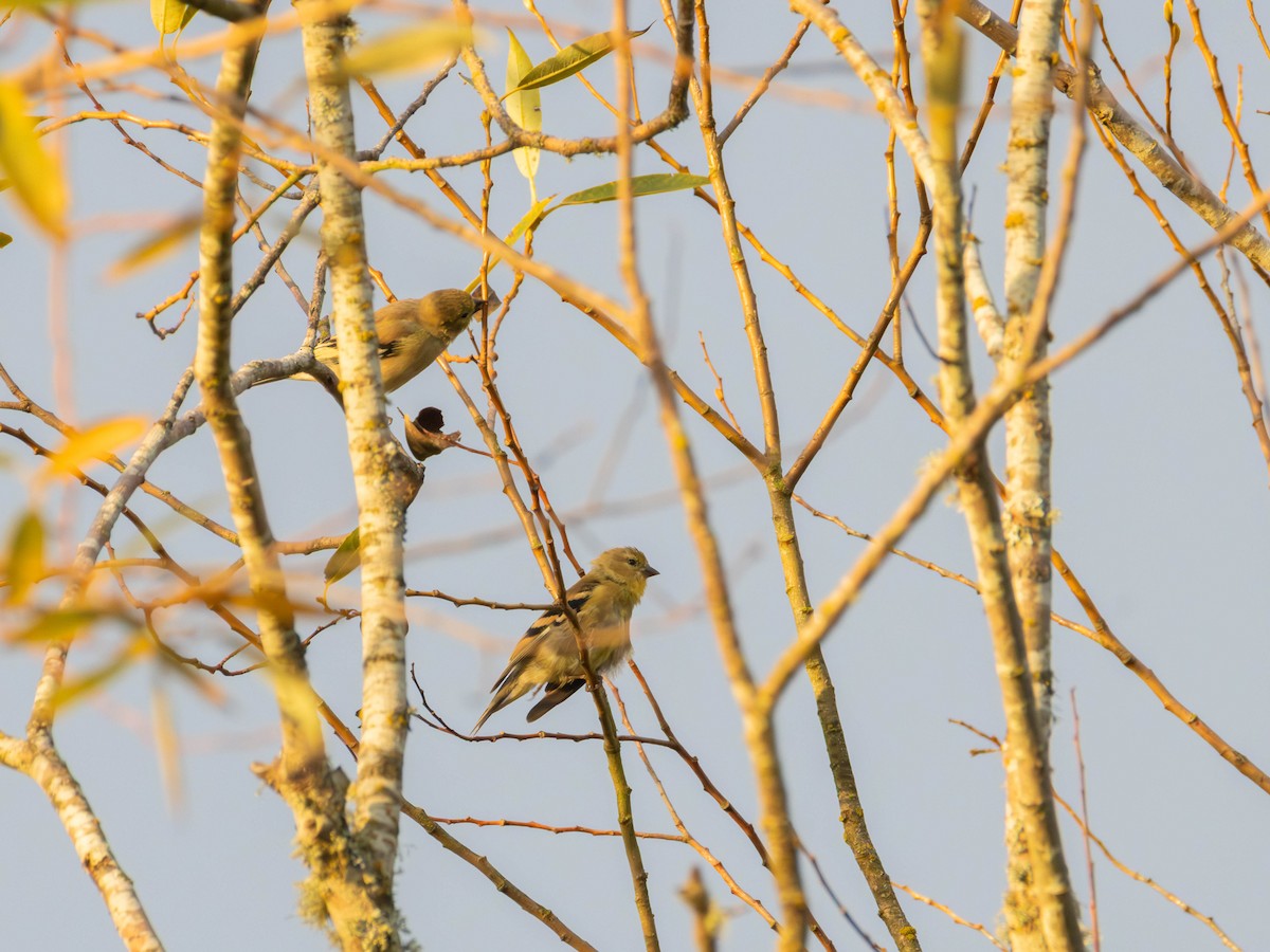 American Goldfinch - ML642465804