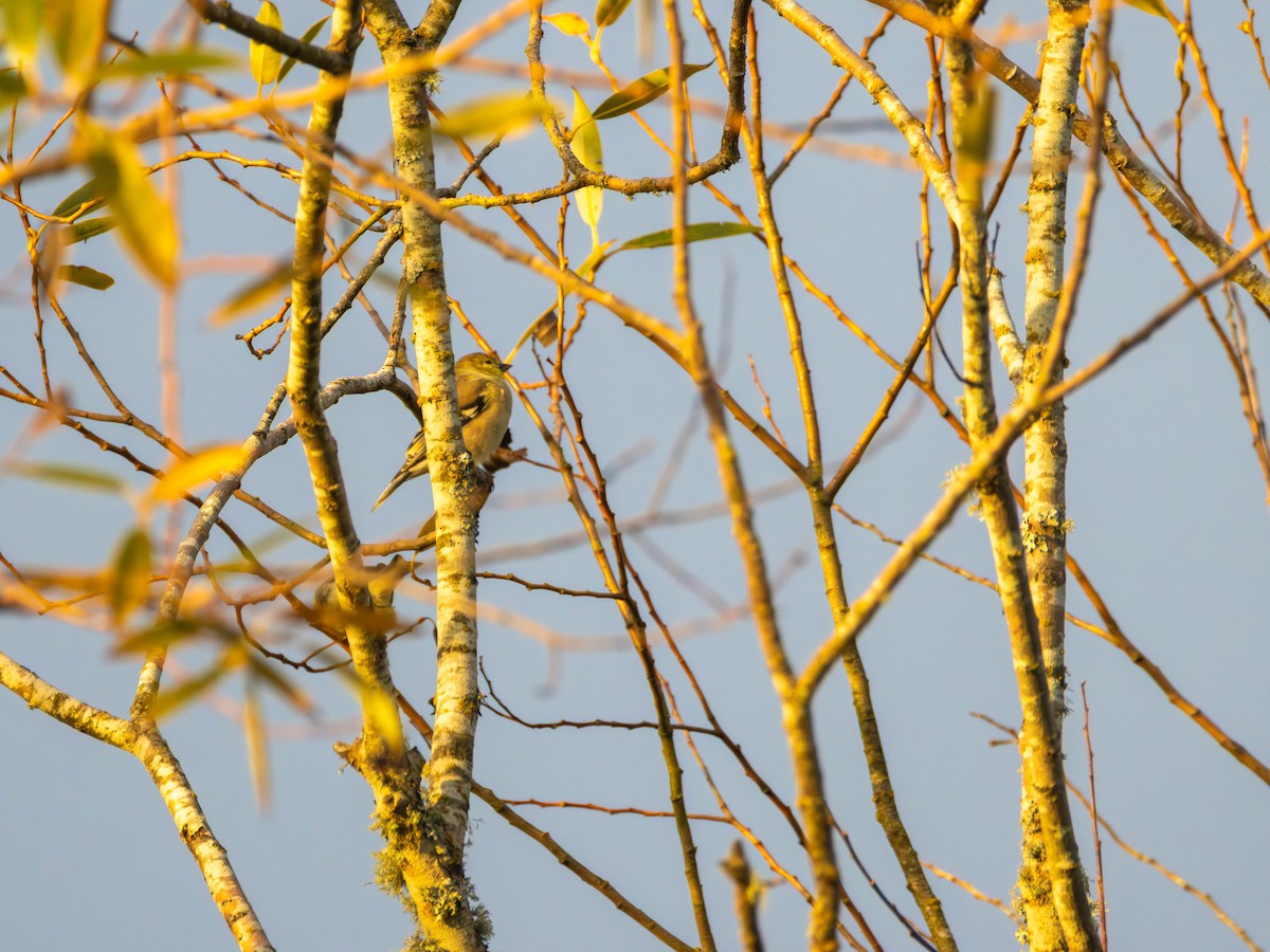 American Goldfinch - ML642465806