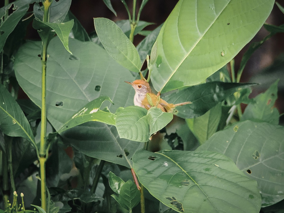 Common Tailorbird - ML642465811