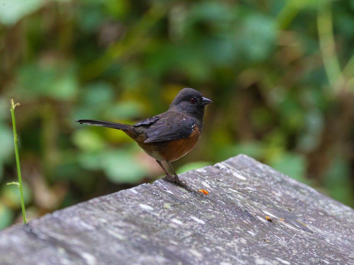 Spotted Towhee - ML642465819