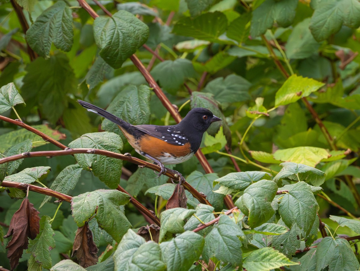 Spotted Towhee - ML642465820