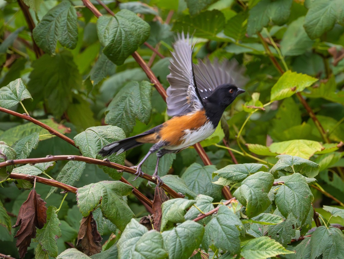 Spotted Towhee - ML642465821