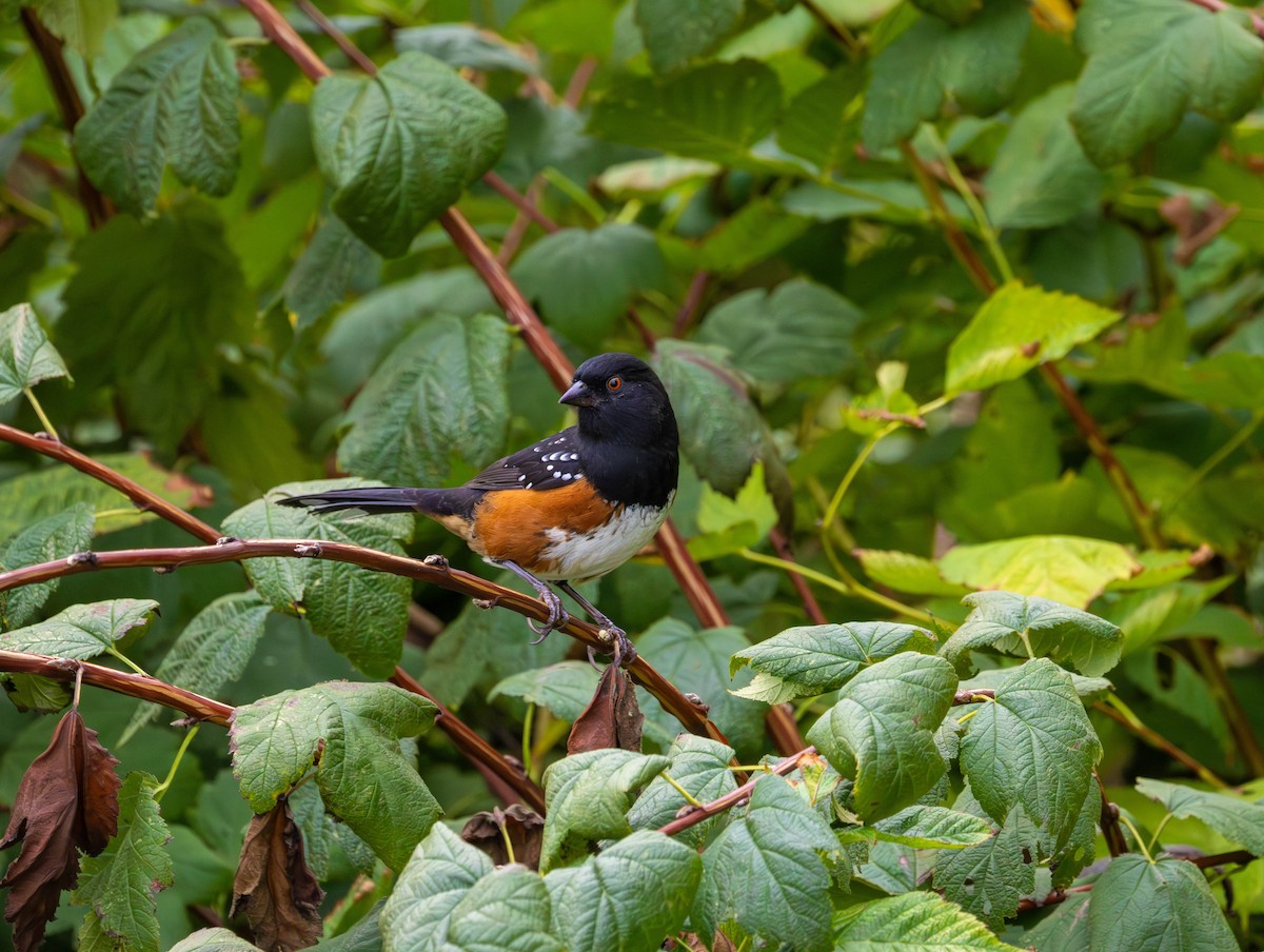 Spotted Towhee - ML642465822