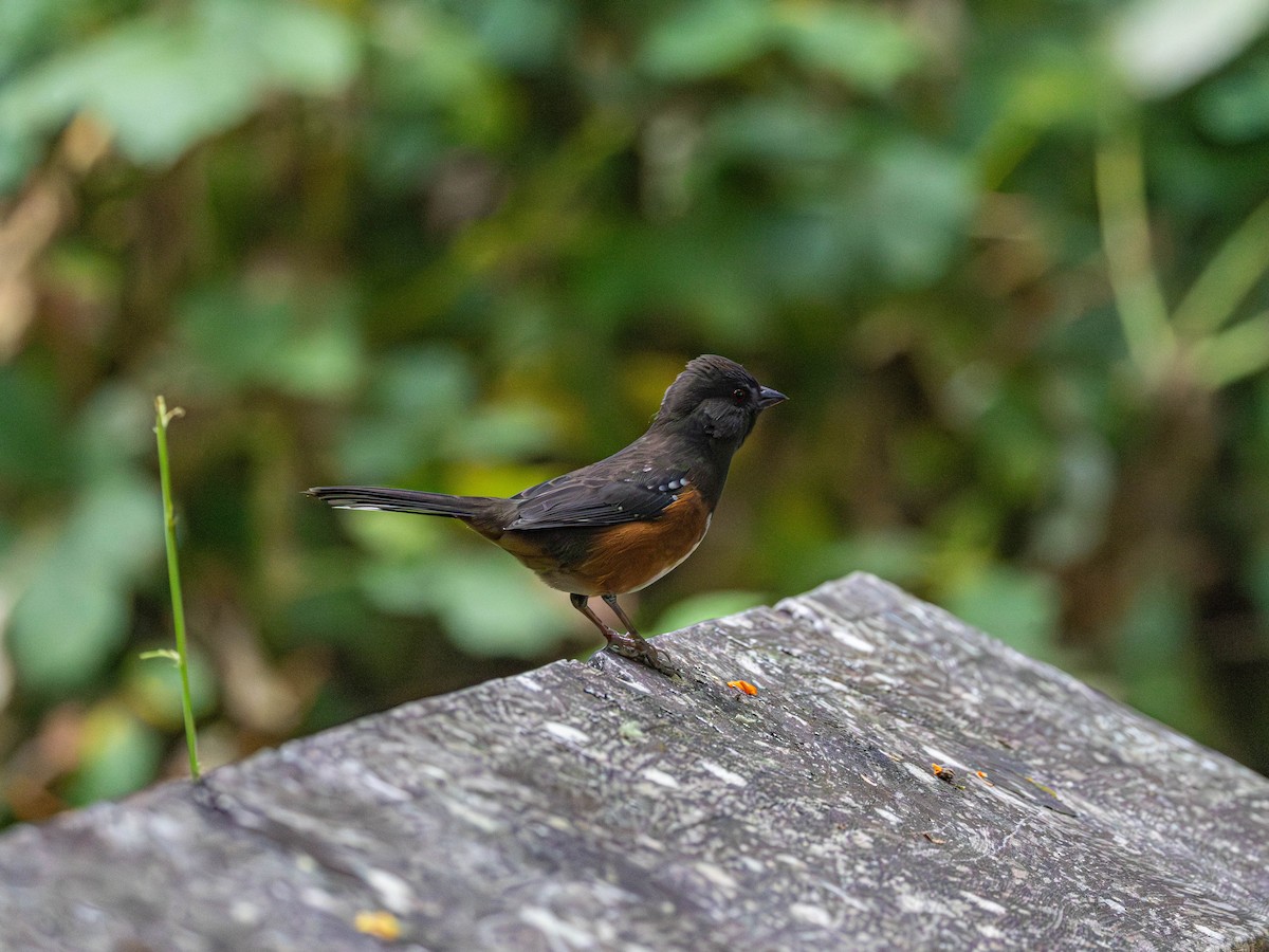 Spotted Towhee - ML642465823