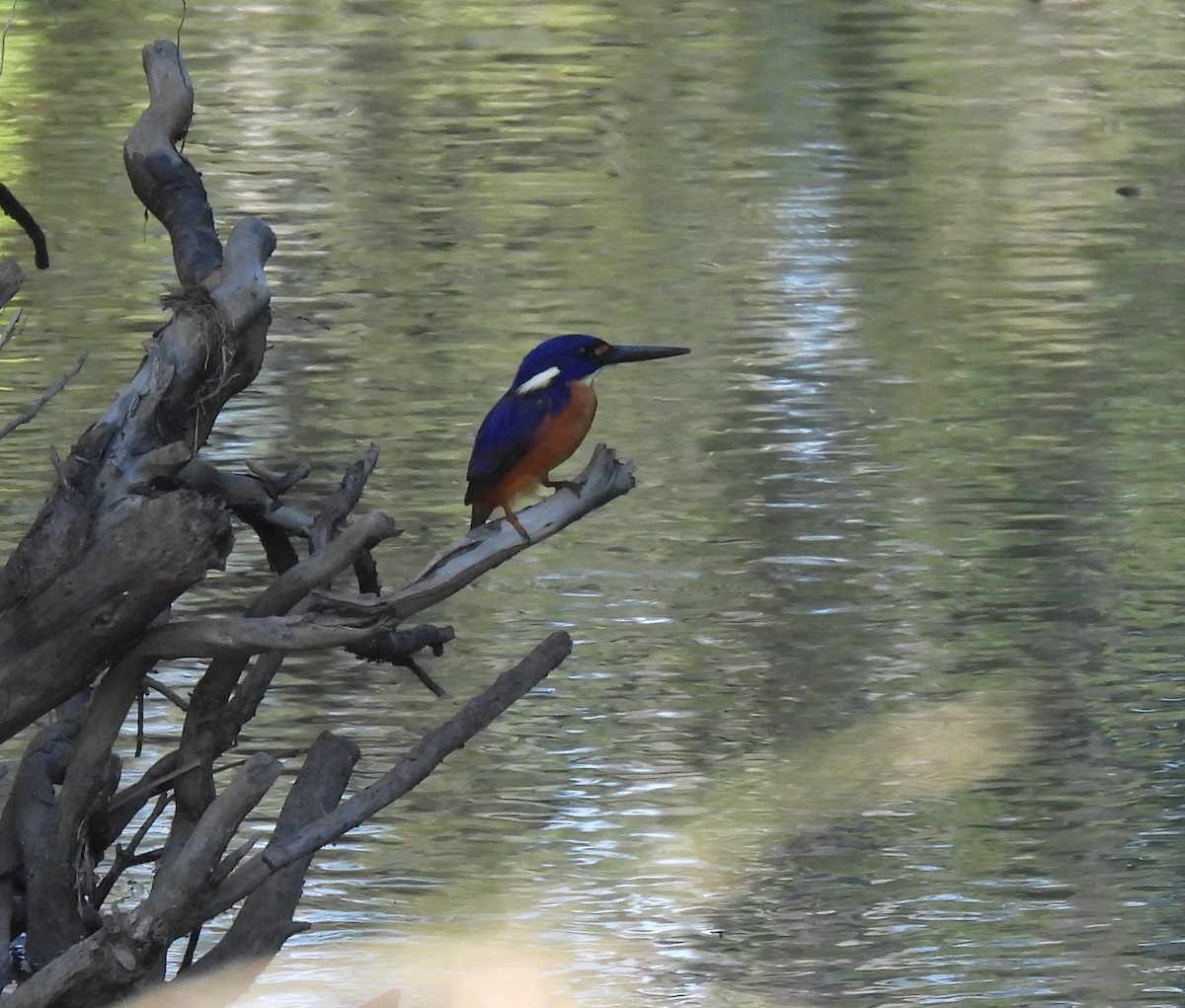 Azure Kingfisher - ML642465837