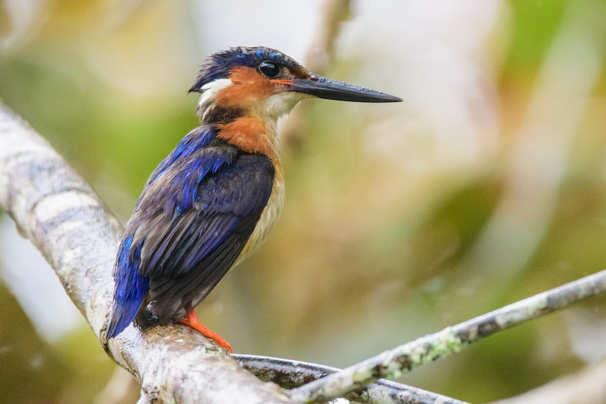 Malagasy Kingfisher - ML642465854