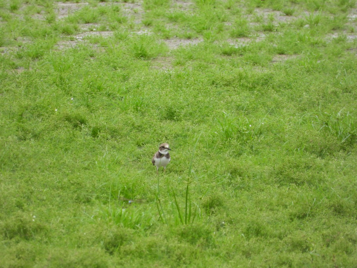 Long-billed Plover - ML642465887