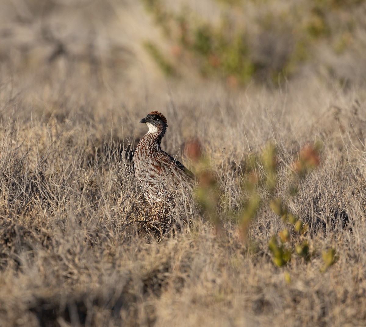 Francolin d'Erckel - ML642465899
