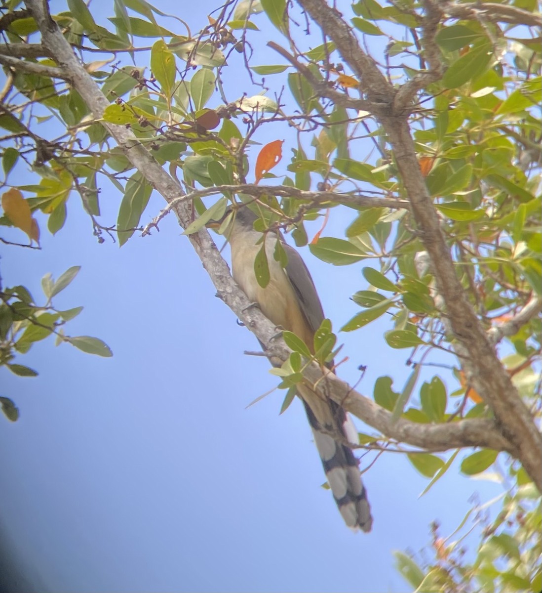 Mangrove Cuckoo - ML642465903
