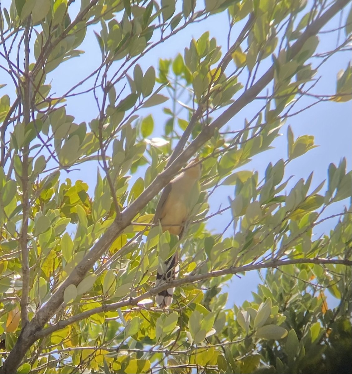 Mangrove Cuckoo - ML642465904