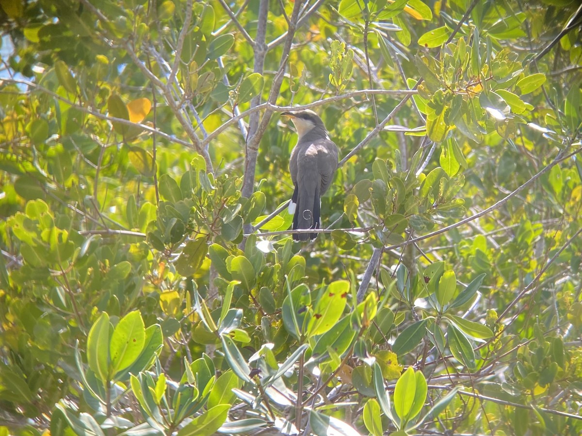 Mangrove Cuckoo - ML642465905