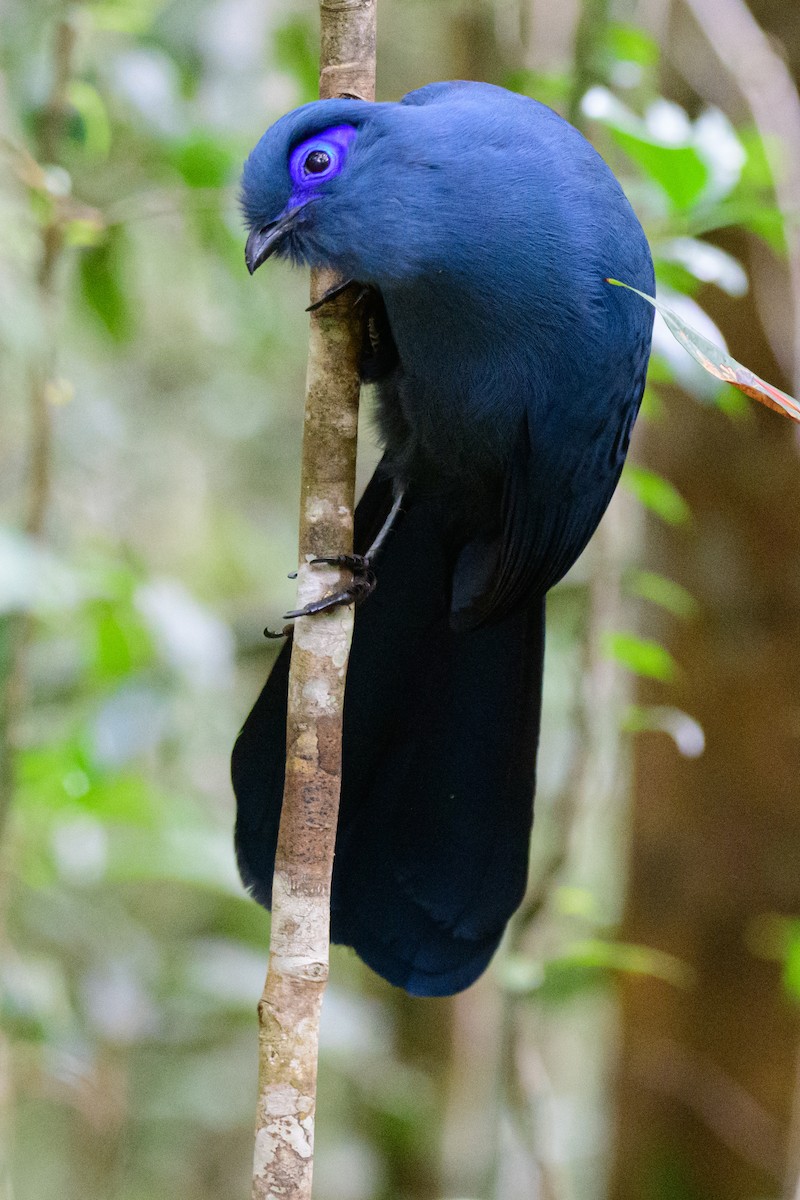 Blue Coua - ML642465907