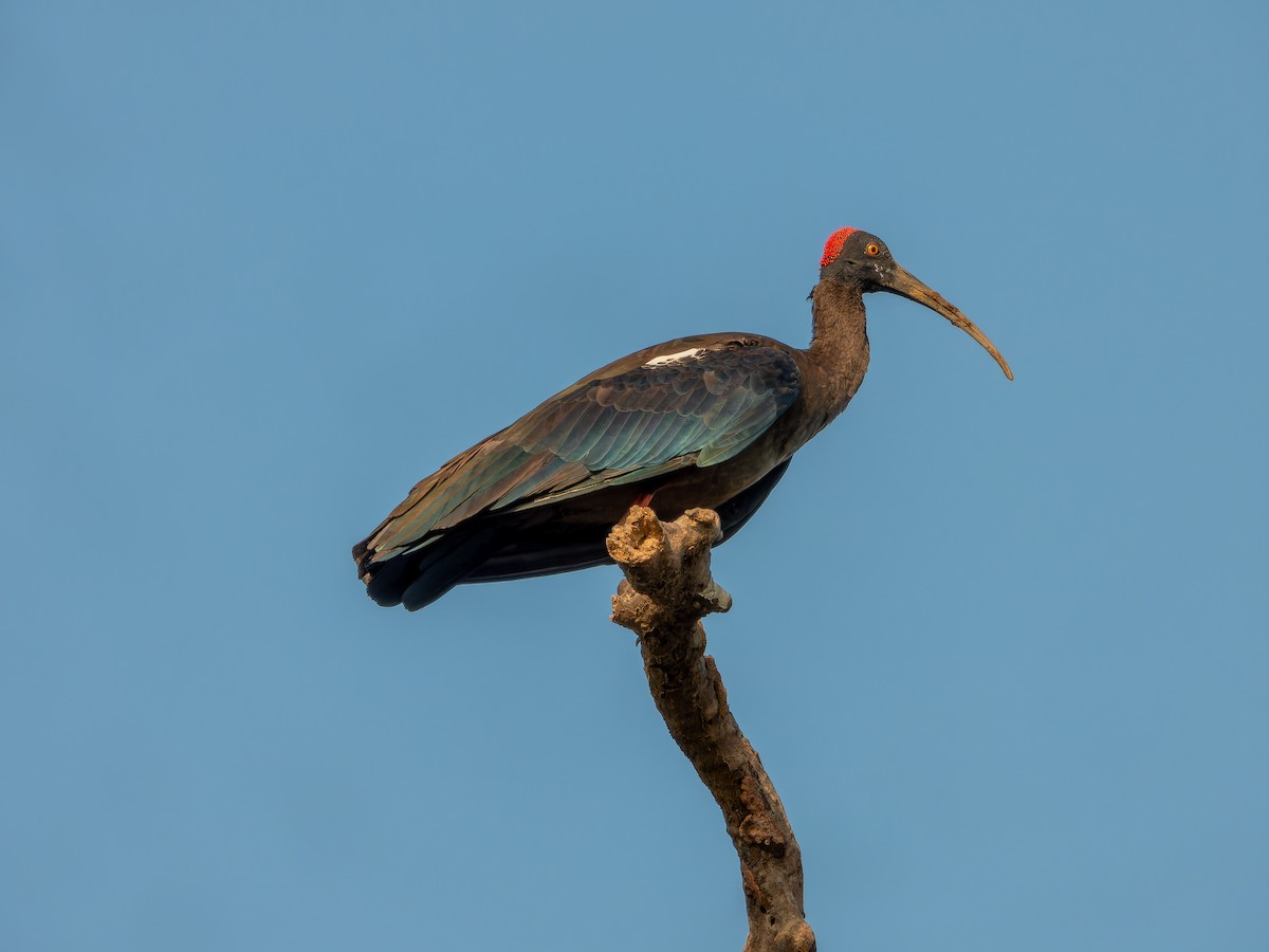 Ibis noir - ML642465915
