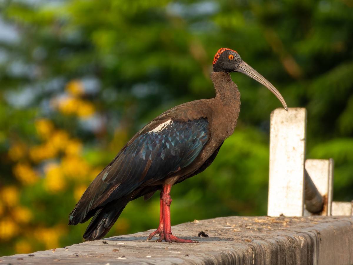 Ibis noir - ML642465916