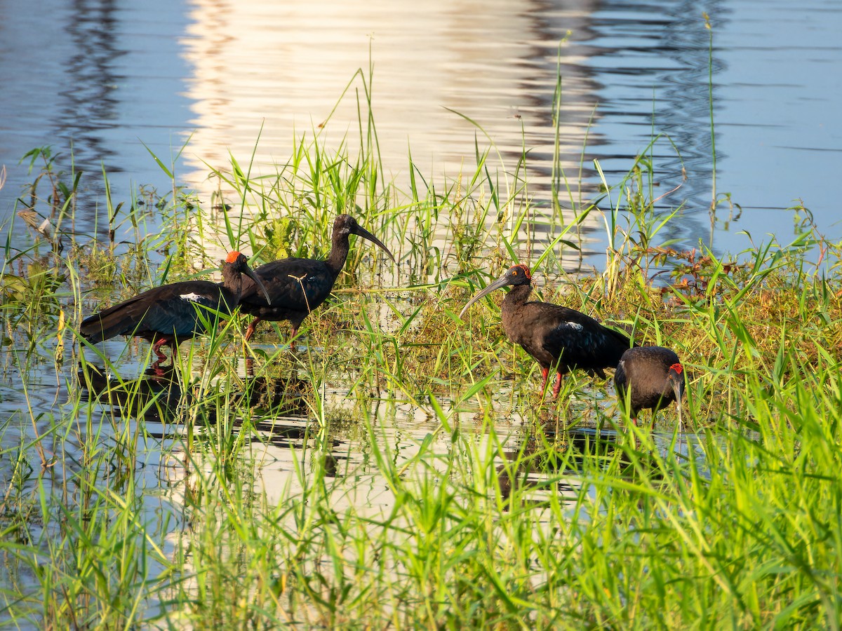 Ibis noir - ML642465917