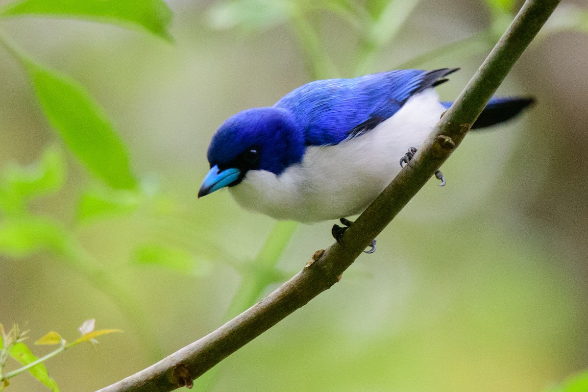 Madagascar Blue Vanga - ML642465919