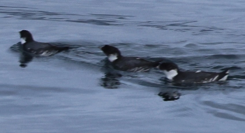 Ancient Murrelet - ML642465930