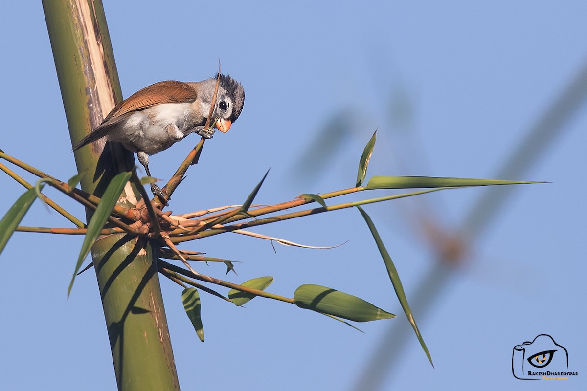 Gray-headed Parrotbill - ML642465953