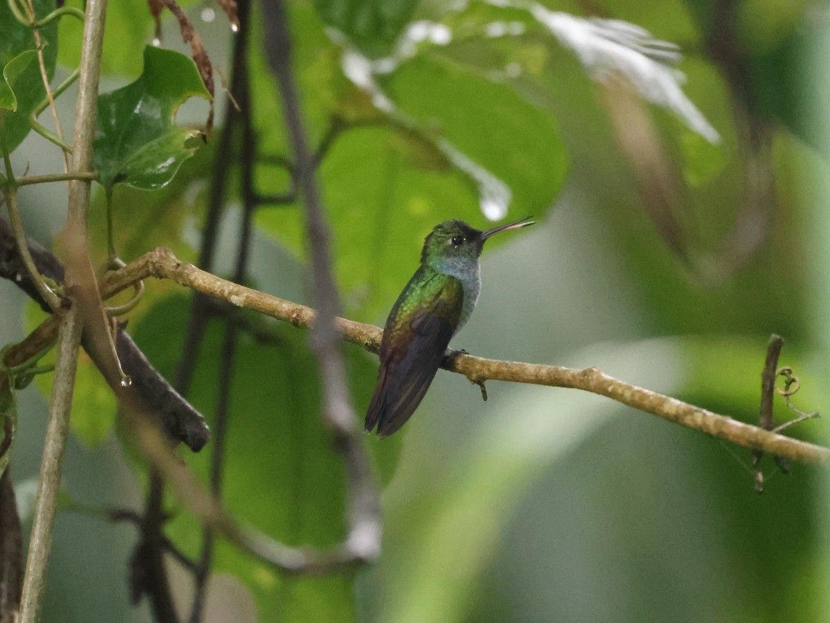 blåbrystkolibri - ML642465976
