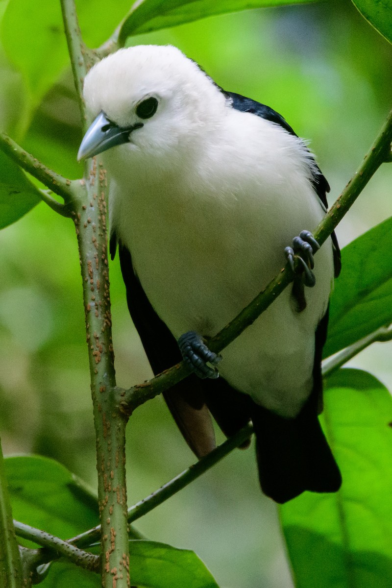 White-headed Vanga - ML642465988