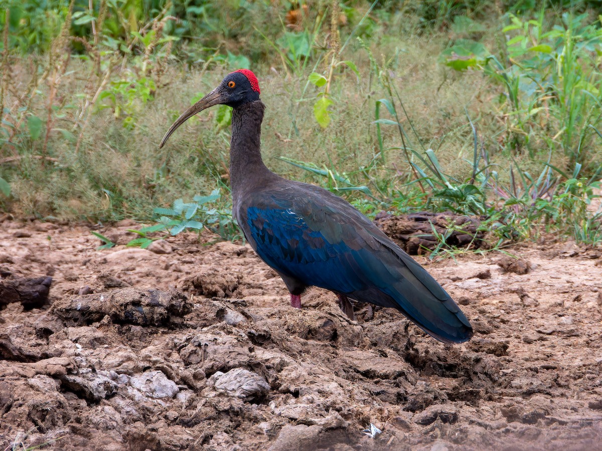 Ibis noir - ML642465989