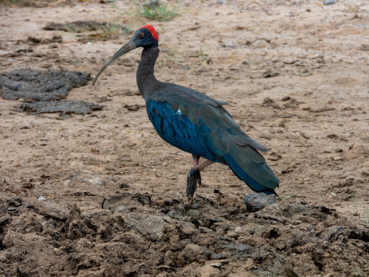 Ibis noir - ML642465990