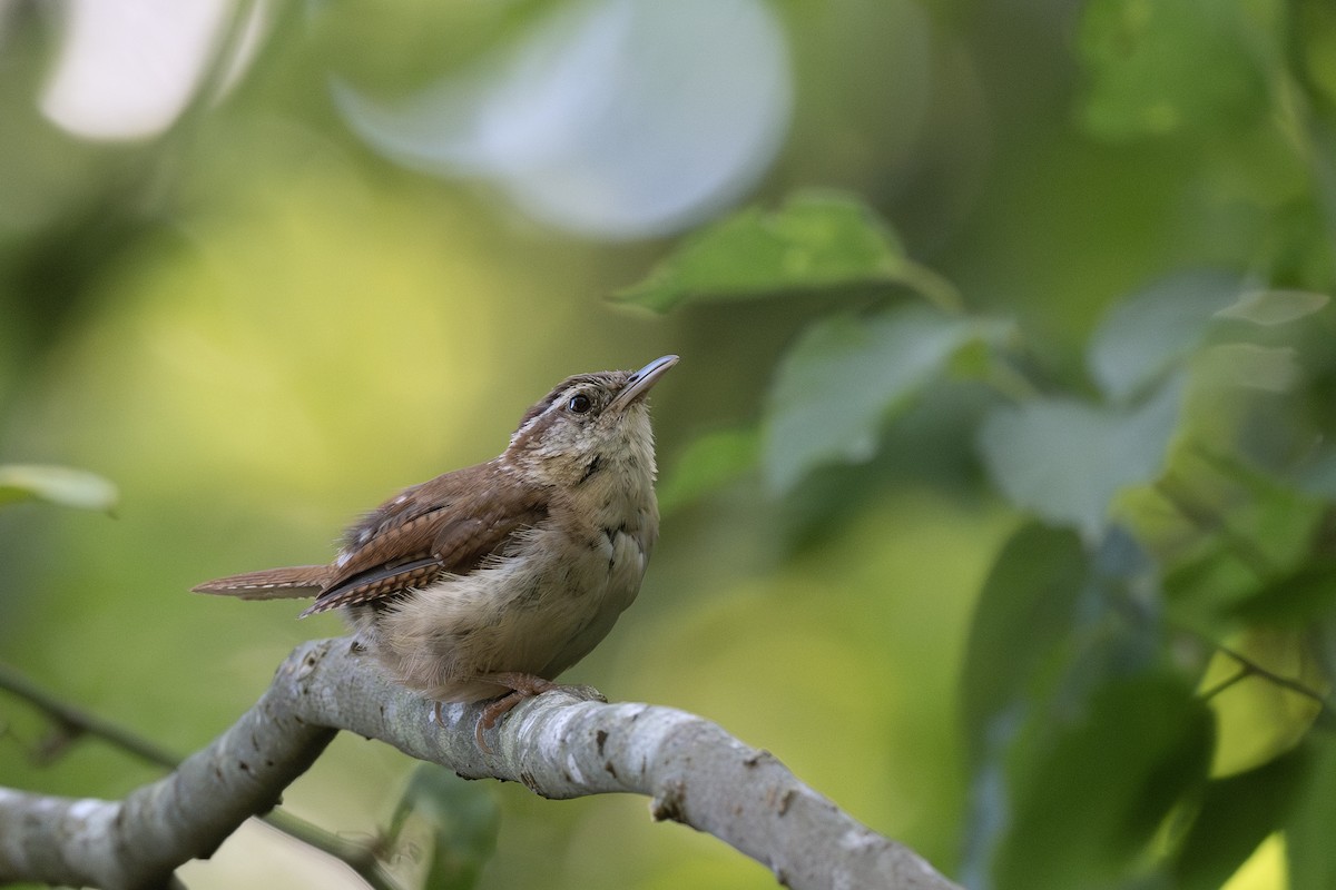 Cucarachero de Carolina - ML642466000