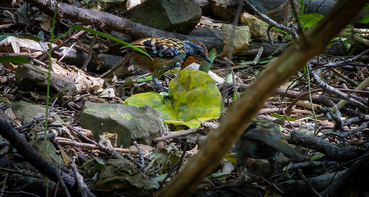 Australian Logrunner - ML642466019