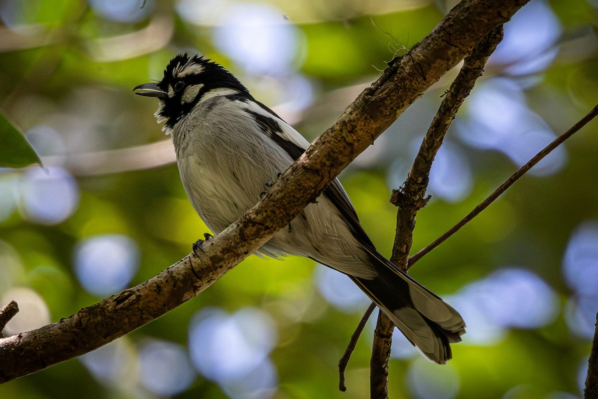 White-eared Monarch - ML642466027