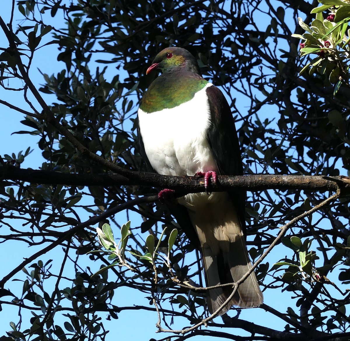 New Zealand Pigeon - ML642466028
