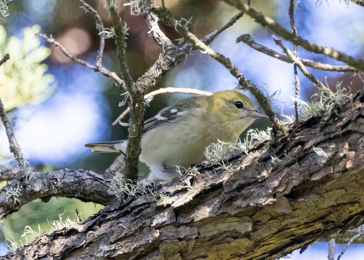 Bay-breasted Warbler - ML642466044