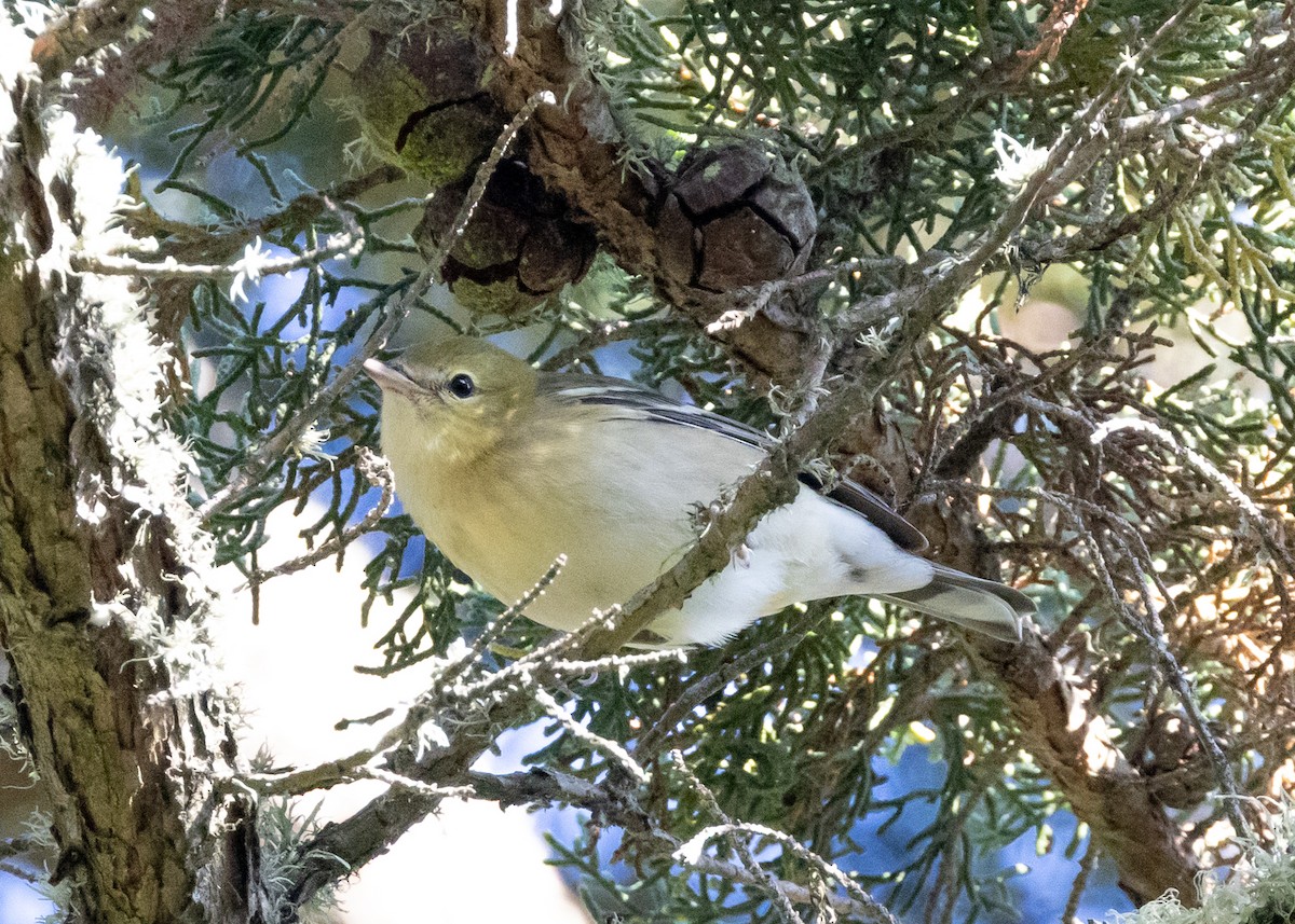 Bay-breasted Warbler - ML642466045