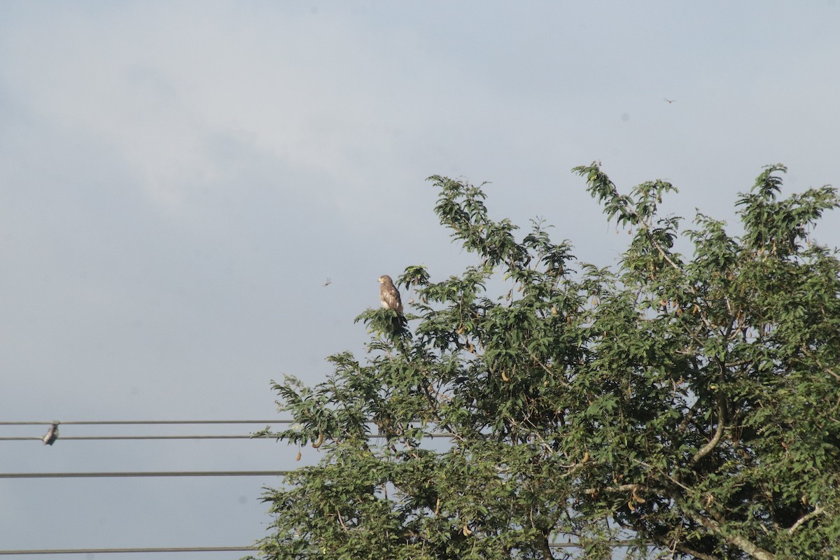 White-eyed Buzzard - ML642466077