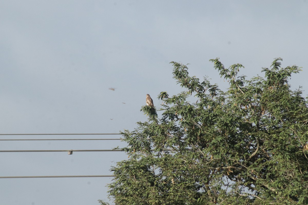 White-eyed Buzzard - ML642466079