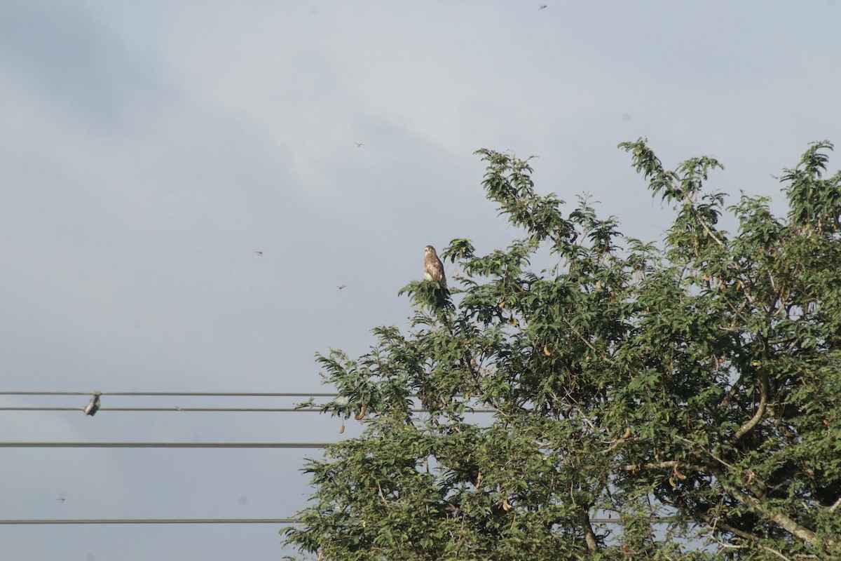 White-eyed Buzzard - ML642466081