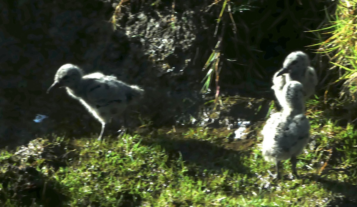 Variable Oystercatcher - ML642466131