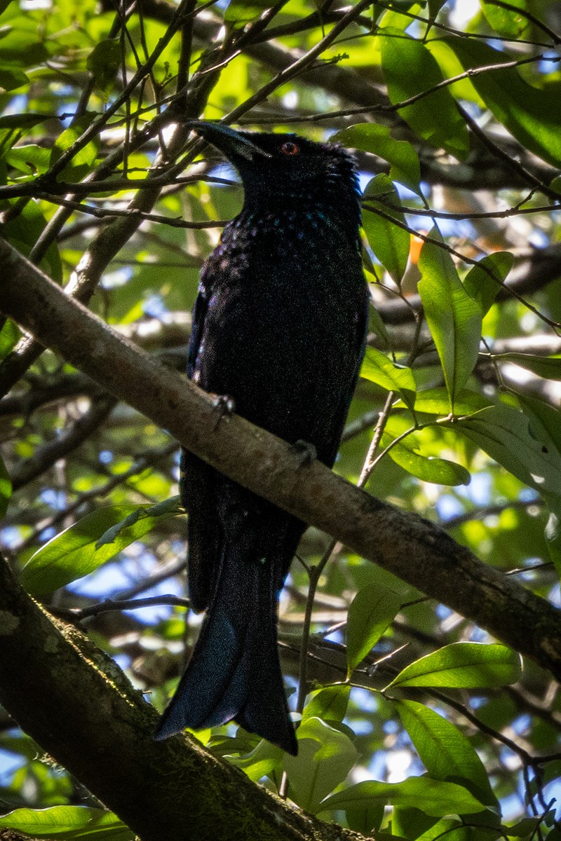 Spangled Drongo - ML642466133